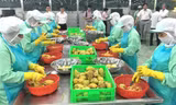Xuất khẩu rau quả năm 2021 được dự báo sẽ tăng trưởng ấn tượng 