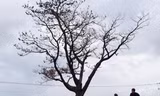 Cây thông 'cô đơn' nổi tiếng trên đèo Hải Vân chết khô