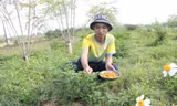 Khởi nghiệp từ nông nghiệp sạch, hữu cơ: Xu hướng của nhiều người trẻ Quảng Ngãi