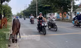 Trâu bò thả rông giữa đường gây bất an cho người dân