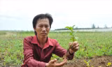 Đỗ Minh Tuấn bên vườn rau dược liệu của mình. ẢNH: Hòa Hội.