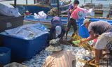 Cá chết trắng lồng bè ở xã Long Sơn