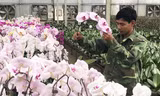 Công ty Trường Hoàng nhập nhiều giống lan hồ điệp mới.