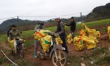 Hàng tấn củ cải được tiêu thụ ngay tại ruộng.