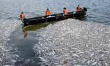 Cá chết trắng mặt hồ Tây.