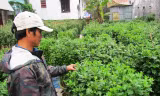 Người trồng hoa ven thành phố Huế ngậm ngùi trước vườn cúc Tết không chịu kết nụ, đơm hoa.