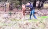 Anh Max tung quyền vào mặt con kangaroo hung hãn.
