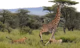 Trong khi quan sát và chụp ảnh sư tử trong vườn quốc gia Serengeti ở Tanzania, nhiếp ảnh gia Barbara Fleming đã vô tình thấy ba con sư tử đói truy đuổi một con hươu cao cổ. (Nguồn: Daily Mail)