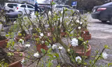 Mai trắng bonsai giá chục triệu ‘hút’ khách Thủ đô chơi Tết