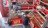 Phì cười với chú chó ngủ say như chết khi chủ bị ‘cướp tiệm vàng’