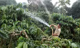 Gia đình anh HNich, dân tộc Ba Na ở làng KTăng, xã KDang, huyện Đắk Đoa (Gia Lai) vay vốn hộ mới thoát nghèo đầu tư trồng cà phê.