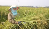 Nông dân xã Quế Xuân 1, Quế Sơn (Quảng Nam) tham gia sản xuất lúa giống cho năng suất và giá trị kinh tế cao.