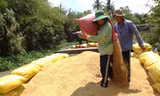 Công nhân vác lúa xuống ghe. Ảnh: Hòa hội.