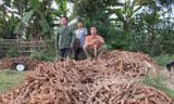 Xuất khẩu bế tắc, giá sắn trong nước có nơi bán một tạ mới mua được một bát phở. Ảnh: Bình Phương.