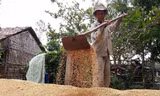 Nông dân trồng lúa chủ yếu dựa vào thương lái để tiêu thụ sản phẩm.