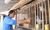 Chọn cho mình hướng đi mới lạ khiến Sơn thành công trong phát triển kinh tế. Ảnh: Hoài Văn.