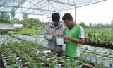 Anh Đào Hải Triều (bìa phải) giới thiệu cây dâu tây Đà Lạt trồng tại Sa Đéc.