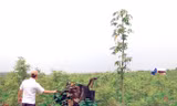 Cây rừng bị triệt hạ trên đất rừng mà ông Tình đã bán lại cho bà Thu Anh.