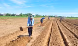 Người dân cồn Nhàn đang cuốc giồng trồng khoai lang.