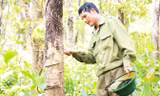 20 năm giữ rừng giáng hương