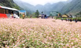 Khách du lịch thăm quan hoa tam giác mạch.