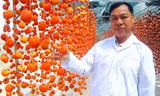 Sấy hồng theo tiêu chuẩn Nhật
