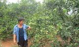 Anh Lê Khánh Toàn bên những gốc cam trĩu quả.