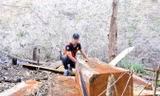 Nhiều lóng gỗ tại cánh rừng thuộc xã Lơ Ku.