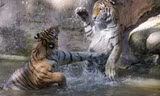 Mãn nhãn với “trận đấu boxing” giữa 2 chú hổ