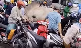 Bò 'điên' húc hàng loạt xe máy trên đường