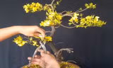 Bí quyết chăm sóc mai vàng chuẩn chuyên gia để sang năm hoa lại nở đẹp
