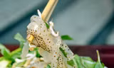 Sứa biển: Ngon nhưng phải đề phòng!