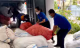 Đoàn viên, thanh niên tình nguyện hỗ trợ đóng gói tỏi Lý Sơn cho bà con nông dân
