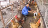 Chăn nuôi gia cầm đang liêu xiêu do giá thấp, thua lỗ. ảnh: quý đức