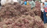 Hành tím tồn đọng trong dân. Ảnh: Ngọc Duyên