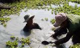 Nhóm của ông Trương Văn Bê đang lặn đất đắp gốc chuối cho chủ vườn ở quận Thốt Nốt, TP Cần ThơẢNH: HÒA HỘI 