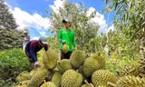 Người dân trông chờ hướng dẫn sớm của cơ quan chức năng để sầu riêng đảm bảo yêu cầu 