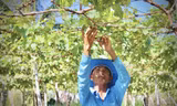 Một số vườn nho tại thôn Thái An đã bị khô héo vì thiếu nước Ảnh: KHÁNH NGUYÊN 
