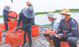 Thu hoạch cá chẽm tại Sóc Trăng Ảnh: Nguyên Anh