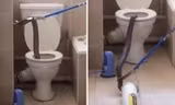 Rắn hổ mang cỡ lớn trốn trong bồn cầu một căn hộ ở khu chung cư tại Nam Phi. Ảnh: Mirror.