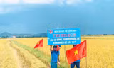 Cánh đồng lúa vàng ươm của tuổi trẻ xã Văn Sơn (huyện Đô Lương, Nghệ An) 