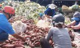 Nhóm người nhặt khoai lang đổ tràn bên đống rác Ảnh: Thuận Nhàn