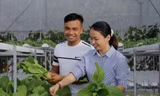 Chị Trang và chồng là anh Nguyễn Quốc Tuấn chăm sóc kỹ càng cho từng luống rau sạchảnh: Thu Loan 