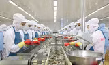 Nhiều lô hàng xuất thuỷ sản Việt Nam bị thị trường nhập khẩu cánh báo về tồn dư kháng sinh cao.