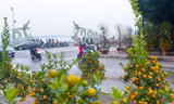 Đào, quất len lỏi xuống phố Hà Nội chào Xuân Giáp Thìn