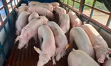 Giá thịt lợn Thái Lan về nước vẫn chưa làm lợn trong nước hạ nhiệt.