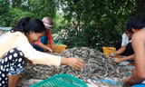 Dịch COVID-19 gây khó khăn nhưng cũng mở ra cơ hội cho ngành tôm