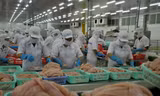 Mỹ công nhận hệ thống kiểm tra, kiểm soát cá tra của Việt Nam