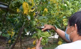 Ngắm những vườn phật thủ 'đắt xắt ra miếng' của nông dân Hà Nội 