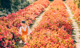 Đà Lạt lọt top 10 điểm ngắm hoa hàng đầu thế giới
